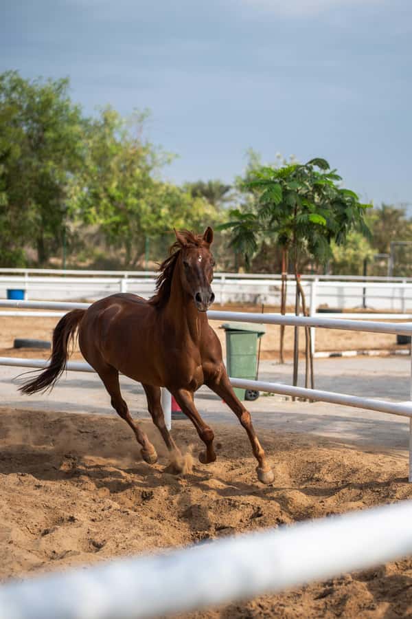 1 Hour Horseback Dubai Desert Park Ride - Key points at a glance