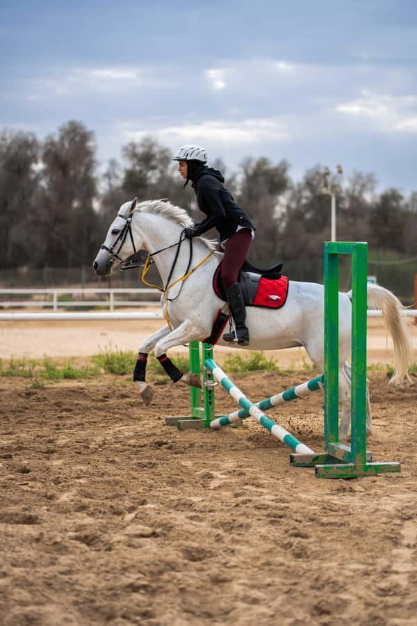 1 Hour Horseback Dubai Desert Park Ride - Meeting the horses at Mushrif Park