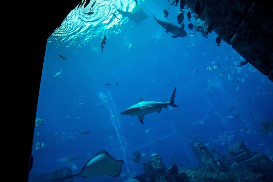 5-Day Pass: Hop-On Hop-Off, Lost World Aquarium, Dubai Frame - How I would plan five days