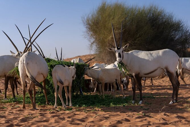 57 Camel Voyage - Hotel pickup takes the stress out of the evening