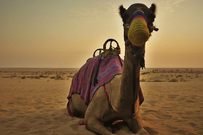 7-hour Small Group 4x4 Desert Safari Tour with Buffet Dinner in Dubai - Arabian Nights camp, buffet dinner, and entertainment