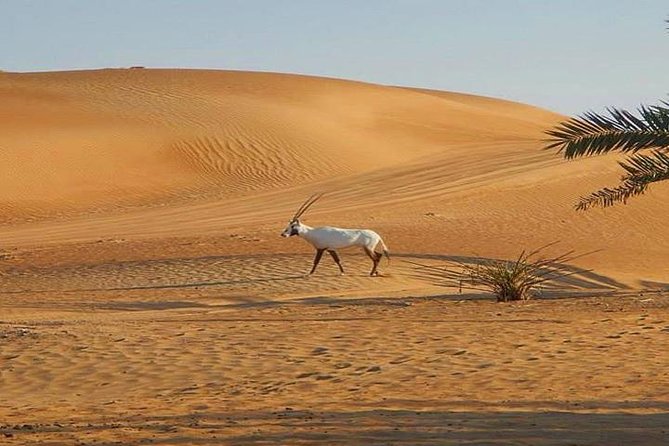 7-hour Small Group 4x4 Desert Safari Tour with Buffet Dinner in Dubai - What the $30.70 price really buys