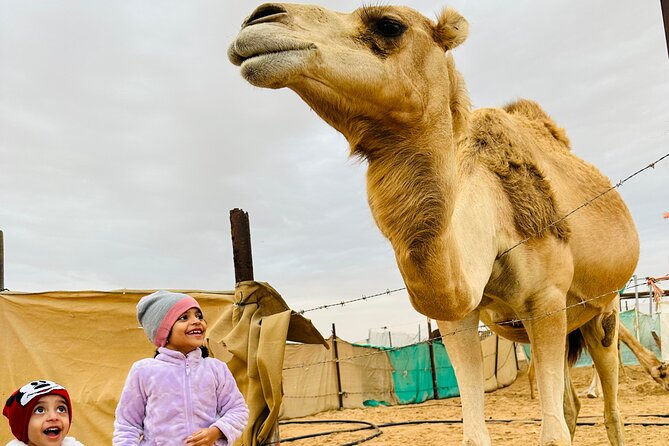 Abu Dhabi: 4x4 Desert Safari and Sandboarding. - Meeting camels at the farm