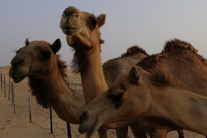 Abu Dhabi: 7-Hours Desert Safari with BBQ, Camel Ride & Sandboarding - Forty-five minutes of dune bashing