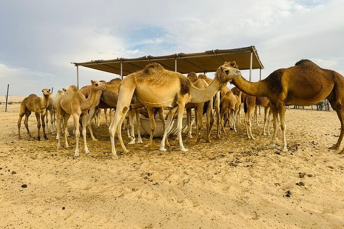 Abu Dhabi Desert Safari With BBQ Dinner & Live Shows - The camp: henna, sheesha, and sales pressure