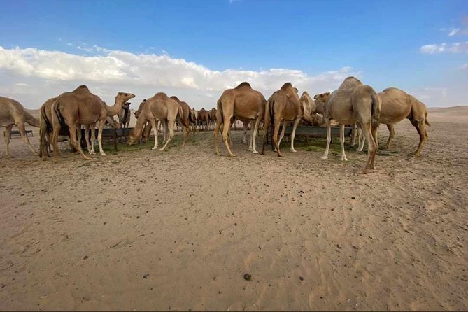 Abu Dhabi Desert safari with BBQ Dinner,Sandboarding & Camel ride - Comfort, timing, and who will enjoy it most