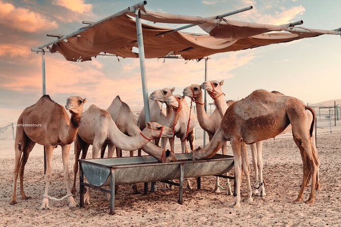 Abu Dhabi Evening Desert Safari BBQ, Camel Ride, Entertainments - BBQ buffet under the evening sky