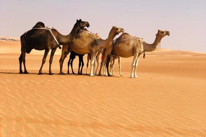 Abu Dhabi: Evening Desert Safari with Camel Ride, BBQ & Live Show - Sandboarding, henna, falcons, and traditional dress
