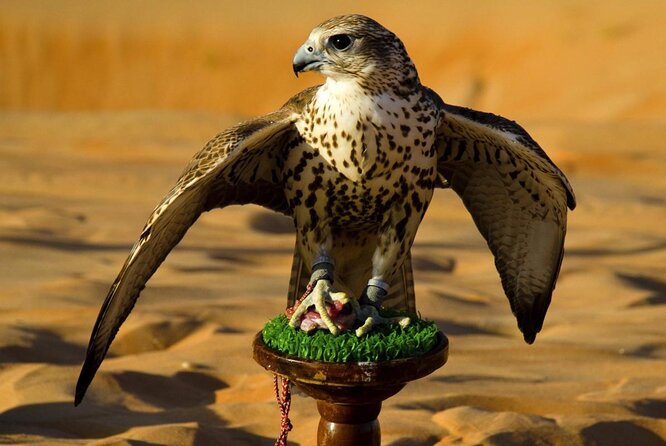 Abu Dhabi Falcon Hospital Tour - Key points about the Abu Dhabi Falcon Hospital