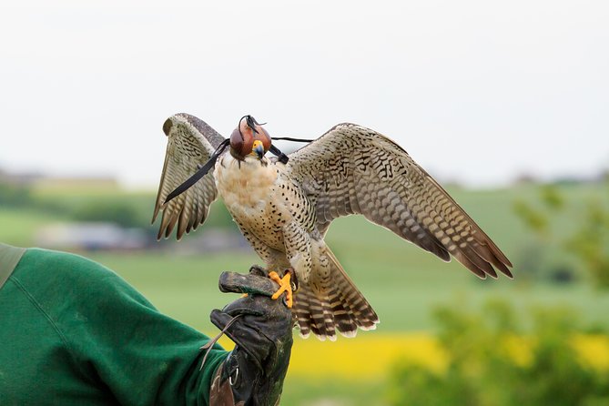 Abu Dhabi Falcon Hospital Tour - Why Falconry Matters in Abu Dhabi