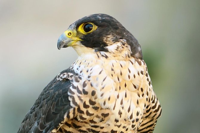 Abu Dhabi Falcon Hospital Tour - Entering a Hospital That Treats Thousands of Falcons