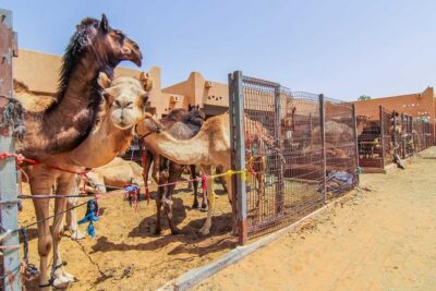 Al Ain City Sightseeing tour with Lunch from Dubai