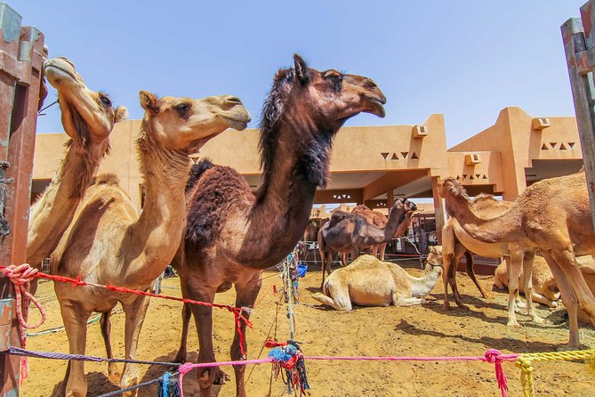 Al Ain City Sightseeing tour with Lunch from Dubai - Seeing camels at the market