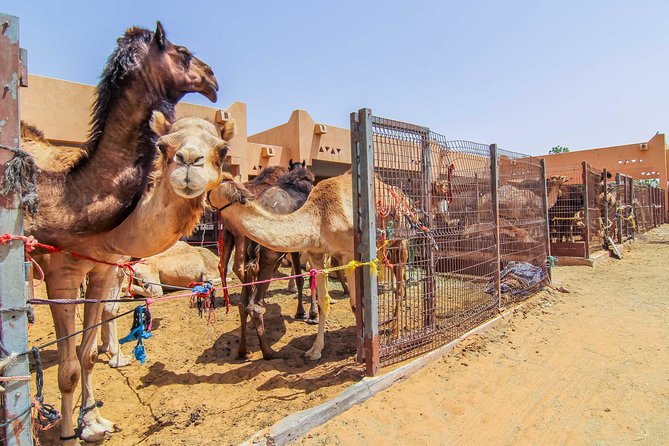 Al Ain City Sightseeing tour with Lunch from Dubai - Al Jahili Fort and Wilfred Thesiger