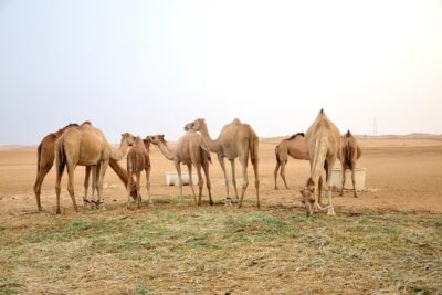 Al Ain Desert Safari with Buffet Dinner