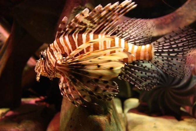 Atlantis Lost-Chamber Aquarium Dubai - Who will enjoy this aquarium most?