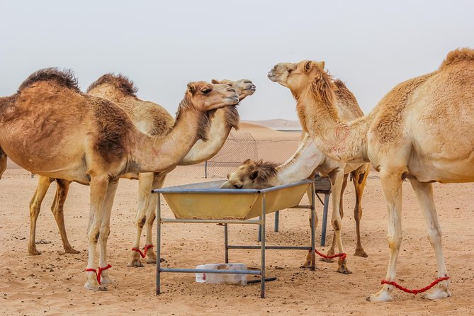 Best of Dubai : Dubai City Tour + Evening Desert Safari with all Activities - A full day from Dubai’s skyline to red dunes