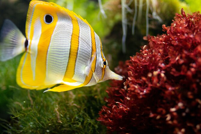 Burj Khalifa and Dubai Aquarium Combo Entrance Ticket - What the ratings reveal about the experience