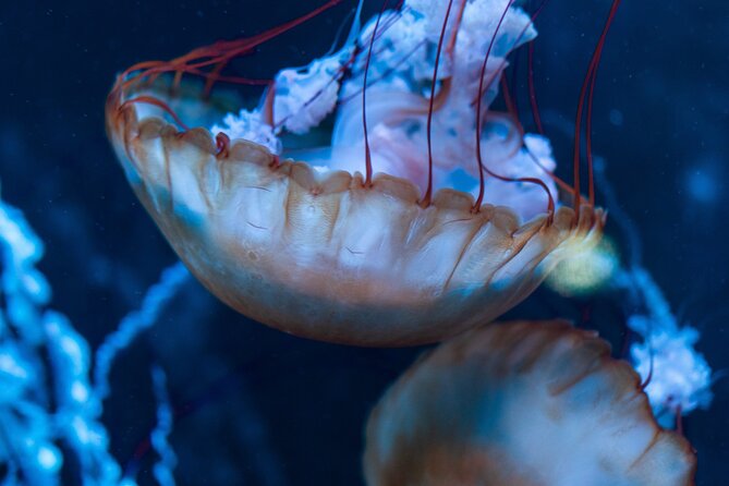 Burj Khalifa and Dubai Aquarium Combo Entrance Ticket - My practical advice before you go
