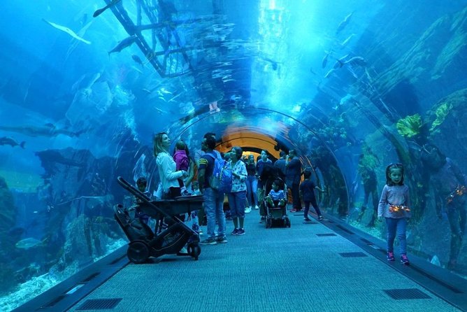 Burj Khalifa, Dubai Aquarium & UWZ with Penguin Cove Entry Ticket - The Dubai Aquarium’s giant tank