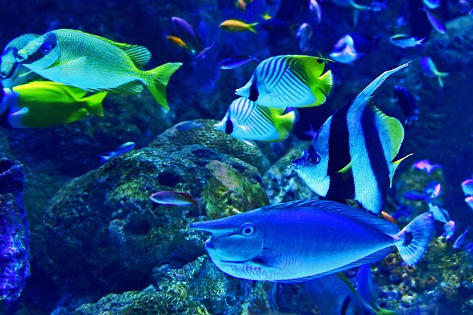 Burj Khalifa, Dubai Aquarium & UWZ with Penguin Cove Tickets - Walking through Dubai Aquarium and Underwater Zoo