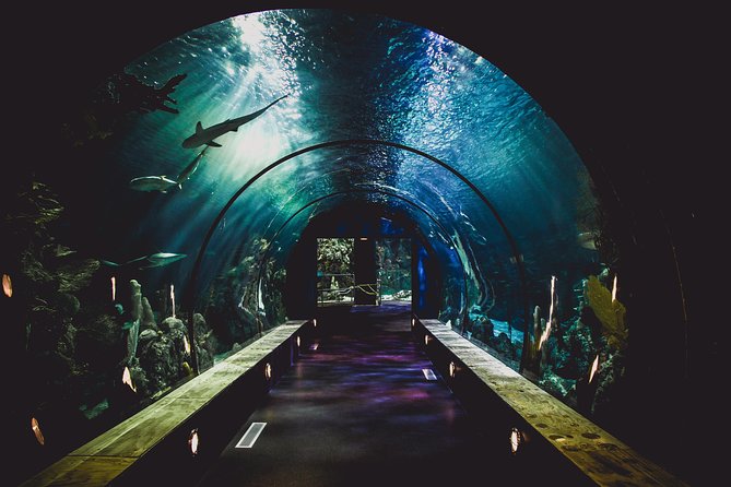 Burj Khalifa, Dubai Aquarium & UWZ with Penguin Cove Tickets - How to combine the two stops