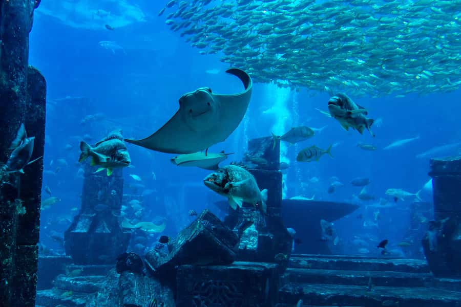 City Sightseeing Dubai HOHO Bus Tour, Aquaventure & More - What the $147 Dubai pass actually gives you