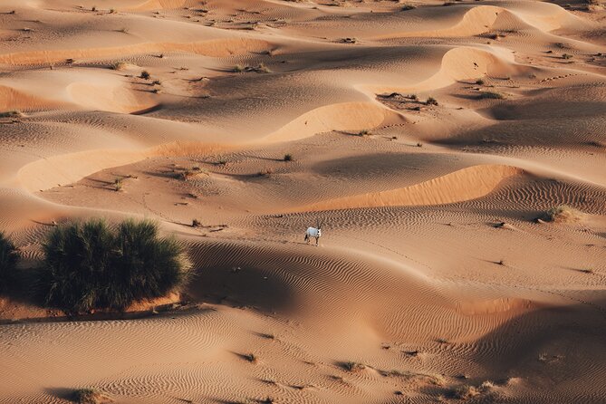 Deluxe Hot Air Balloon Ride with Breakfast & Flight Falcon Show - One hour above the desert at sunrise