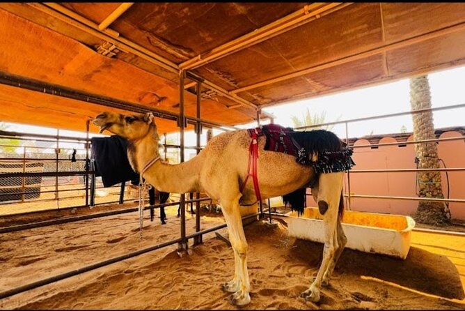 Desert Adventure with ATV and Camel Ride and Live Shows - A full day in Dubai’s red-sand desert