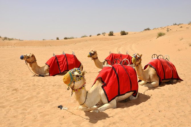Desert Safari Dubai (VIP Package ) - Quick take: what matters most