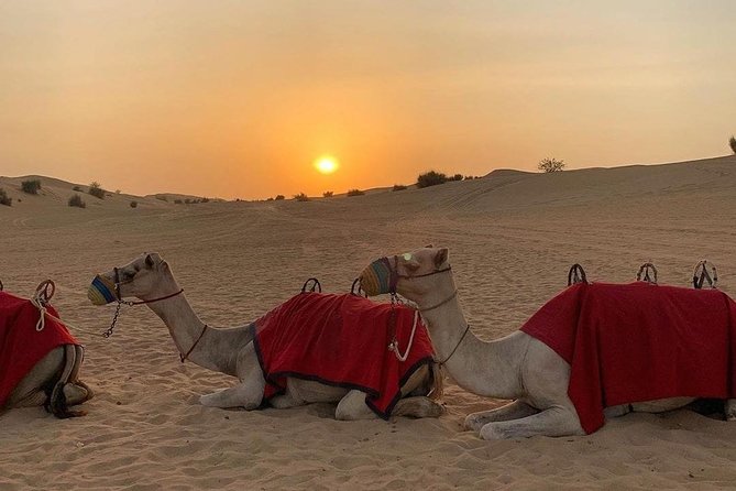 Desert Safari Red Dunes with Camel Ride, Sandboard, BBQ and Shows - A 3:30 pm pickup sets the rhythm