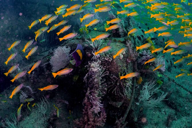 Dive trip to the coral reefs of Fujairah for certified scuba divers - From Dubai to Fujairah in one long morning