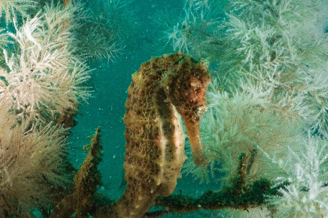 Dive trip to the coral reefs of Fujairah for certified scuba divers - Equipment, safety, and the level of experience required