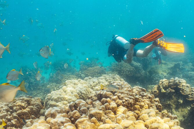 Dive trip to the coral reefs of Fujairah for certified scuba divers - Who will enjoy this East Coast outing most?