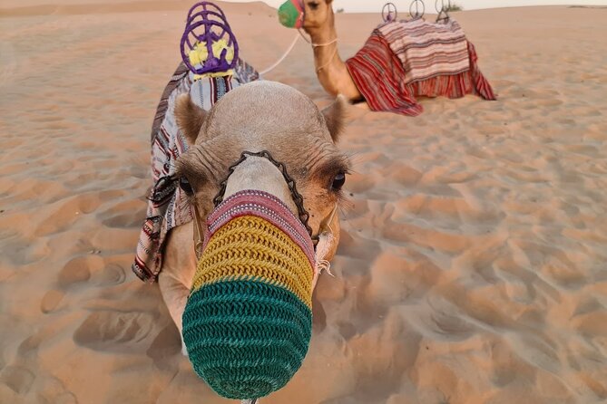 Dubai: 60Minute Self-Drive ATV Quadbike, Camel Ride, Sand Surfing - Starting with hotel pickup in Dubai