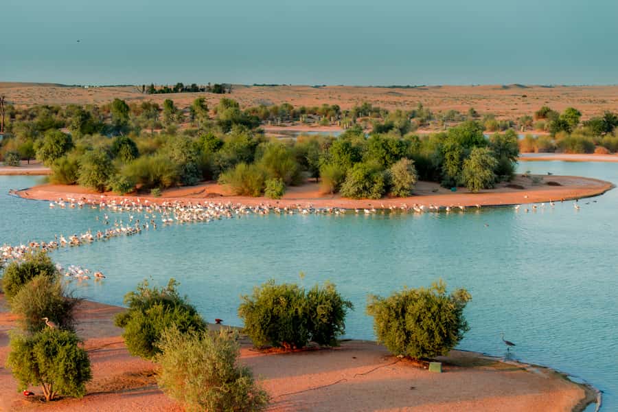 Dubai: Al Marmoom and Al Qudra Lakes Guided Tour with Dinner - From Dubai pickup to Al Marmoom Oasis