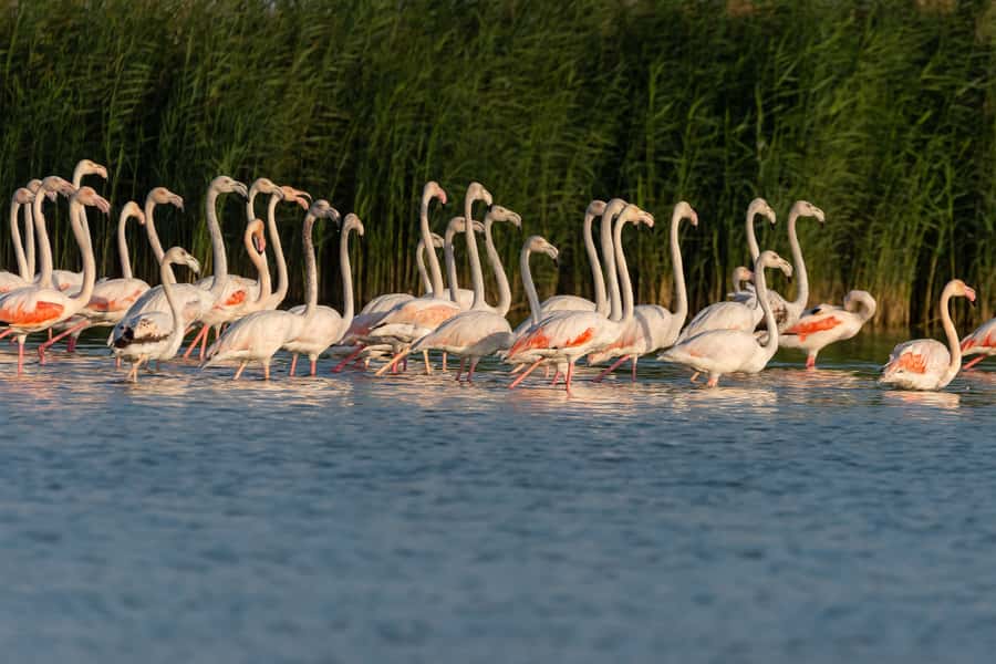 Dubai: Al Marmoom and Al Qudra Lakes Guided Tour with Dinner - Love Lake and the best photo stop
