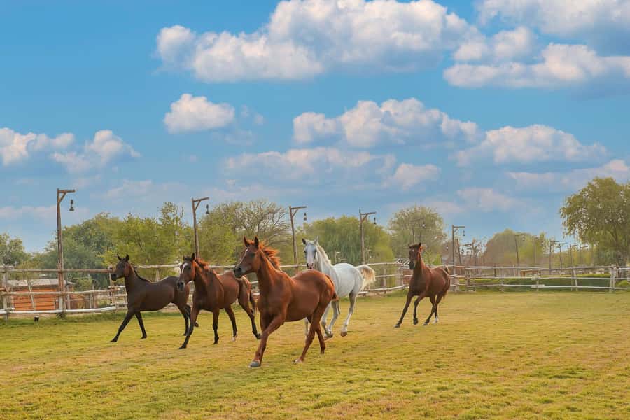 Dubai: Al Marmoom Oasis Horse Riding Experience with Snack - Reaching Al Salah Studs in the Al Marmoom Desert