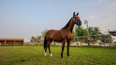 Al Marmoom Oasis Horse Riding Experience with Snack