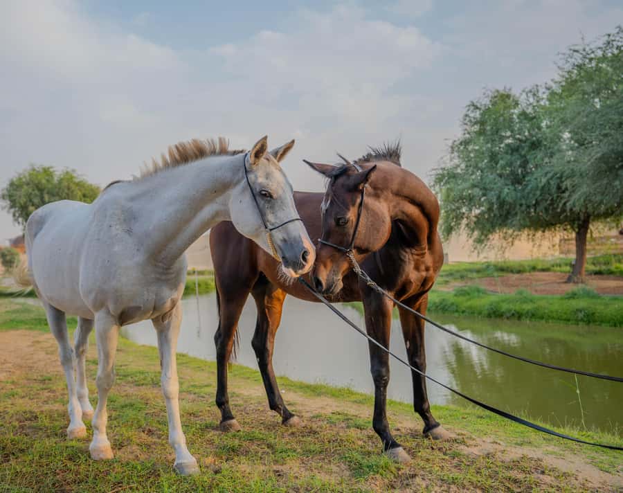 Dubai: Al Marmoom Oasis Horse Riding Experience with Snack - Riding through dunes, tracks, and lakes