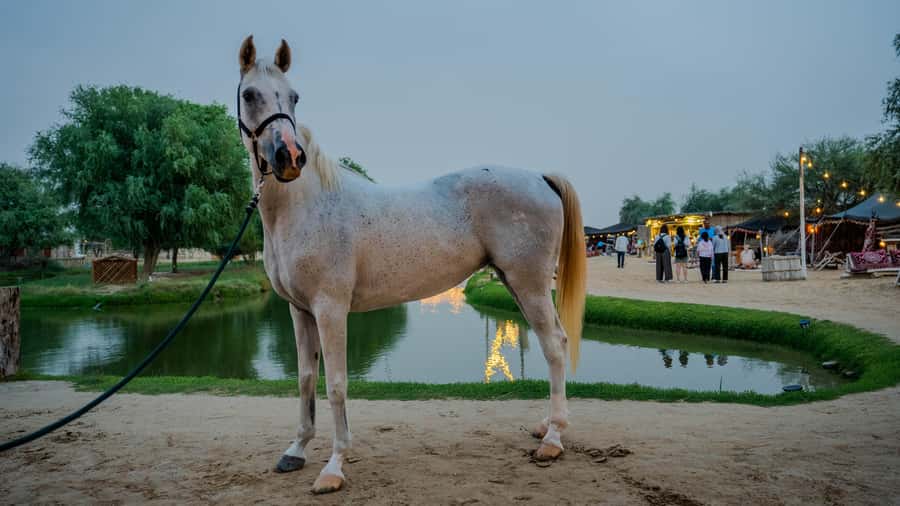 Dubai: Al Marmoom Oasis Horse Riding Experience with Snack - What the guides do well
