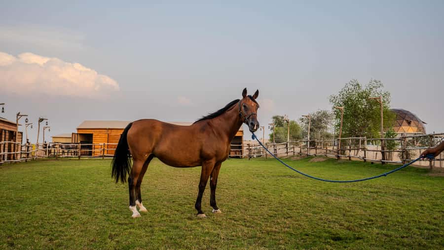 Dubai: Al Marmoom Oasis Horse Riding Experience with Snack - Who will enjoy this experience most?