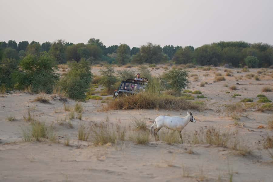Dubai: Al Marmoom Oasis Safari, Animal Spotting & Breakfast - Arabic coffee, traditional clothing, and the falcon photo
