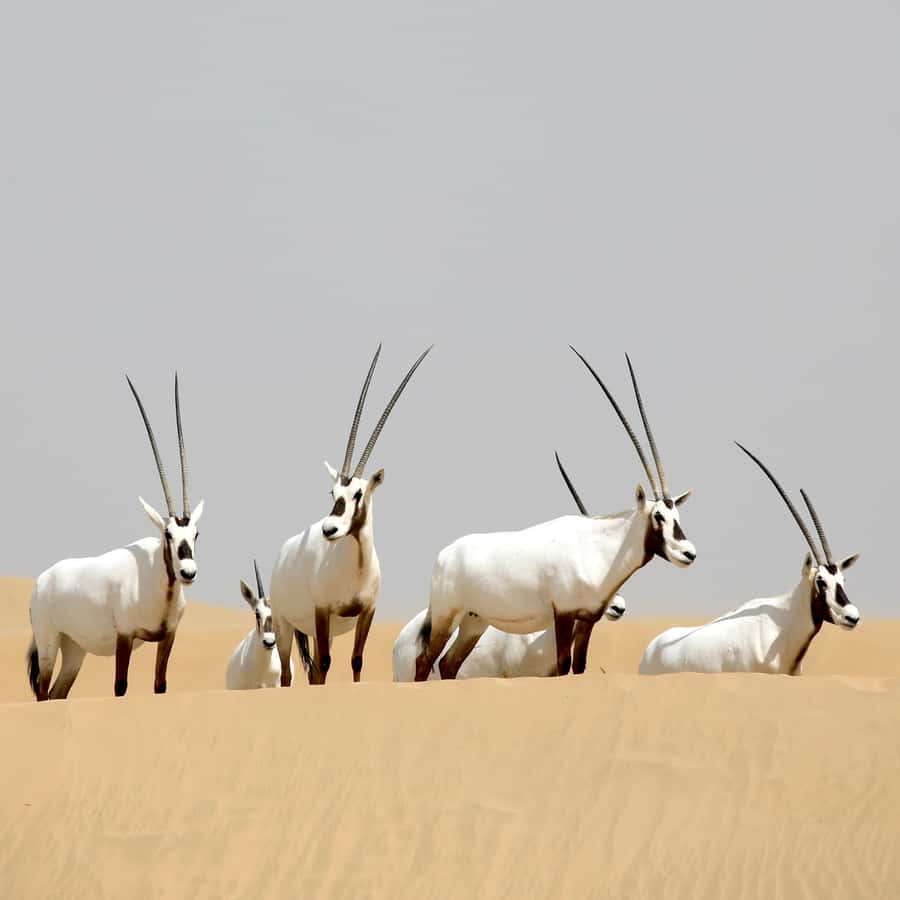 Dubai: Al Marmoom Oasis Safari, Animal Spotting & Breakfast - How the guides shape the morning