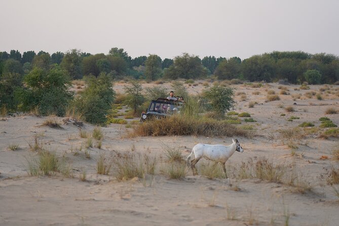 Dubai: Al Marmoom Oasis Vintage Safari: Camels, Stargazing & Meal - Stargazing under the desert sky