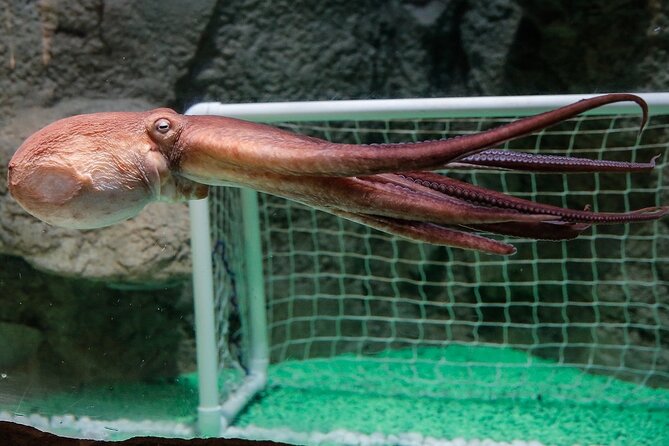 Dubai Aquarium and Underwater Zoo - Animal encounters and extra activities