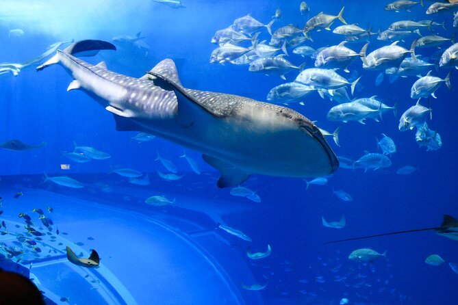 Dubai Aquarium and Underwater Zoo - Choosing the right time to visit