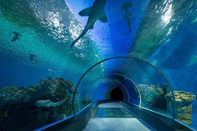 Dubai Aquarium and Underwater Zoo - What the basic visit includes