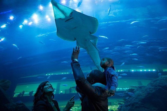 Dubai Aquarium and Underwater Zoo Admission Ticket with Options - A giant aquarium in the middle of Dubai Mall
