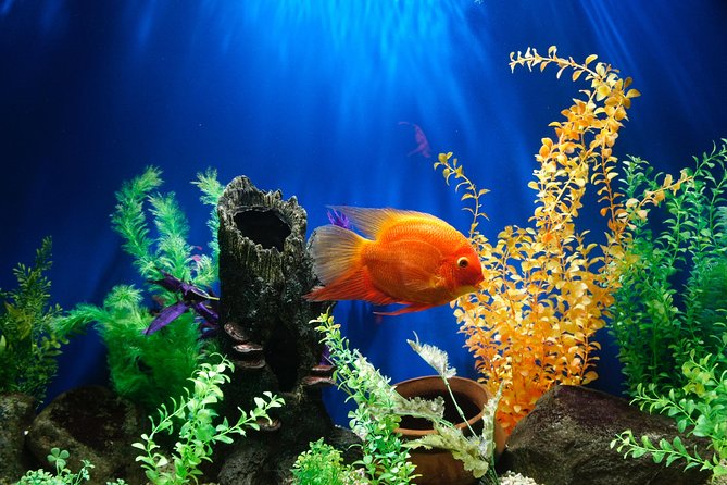 Dubai Aquarium and Underwater Zoo Admission Ticket with Options - Choosing among the ticket options